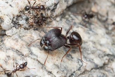 Pheidole rhea photo 1