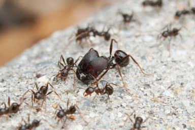 Pheidole rhea photo 2