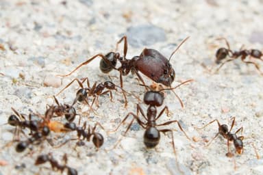 Pheidole rhea photo 3