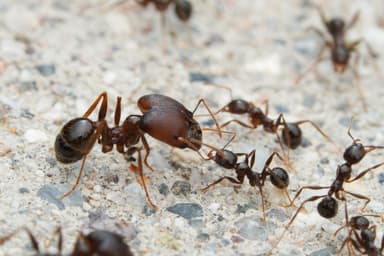 Pheidole rhea photo 4