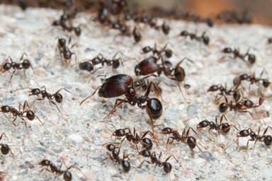 Pheidole rhea photo 5