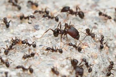 Pheidole rhea photo 6
