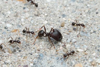 Pheidole rhea photo 7