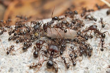 Pheidole rhea photo 8