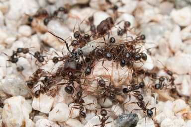 Pheidole rhea photo 9