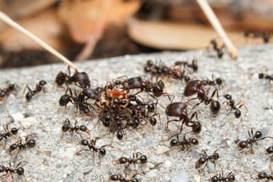 Pheidole rhea photo 10