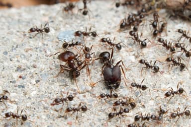 Pheidole rhea photo 11