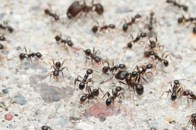 Pheidole rhea photo 12