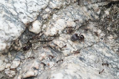 Pheidole rhea photo 14