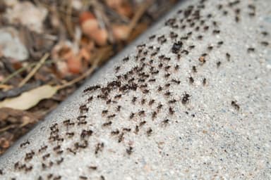 Pheidole rhea photo 15