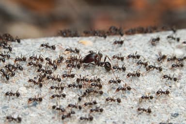Pheidole rhea photo 16
