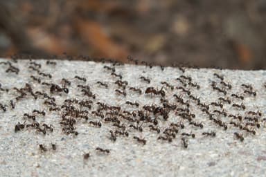 Pheidole rhea photo 17