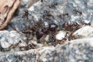 Pheidole rhea photo 18