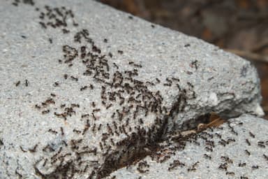 Pheidole rhea photo 19