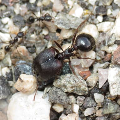 Pheidole rhea photo 20