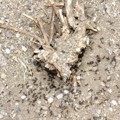 Pheidole rhea photo 21