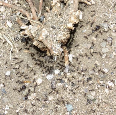 Pheidole rhea photo 22