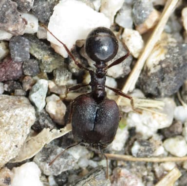 Pheidole rhea photo 23