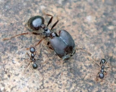 Pheidole rhea photo 24