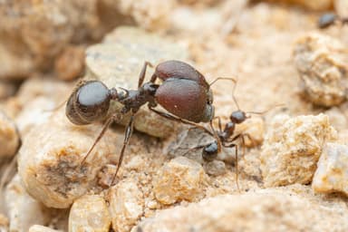 Pheidole rhea photo 26