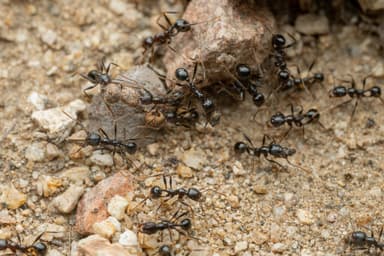 Pheidole rhea photo 27