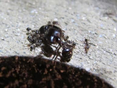 Pheidole rhea photo 28