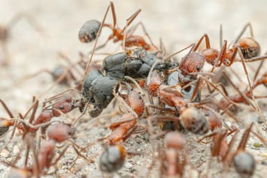 Pheidole rhea photo 29
