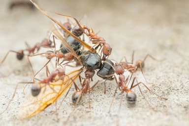 Pheidole rhea photo 30
