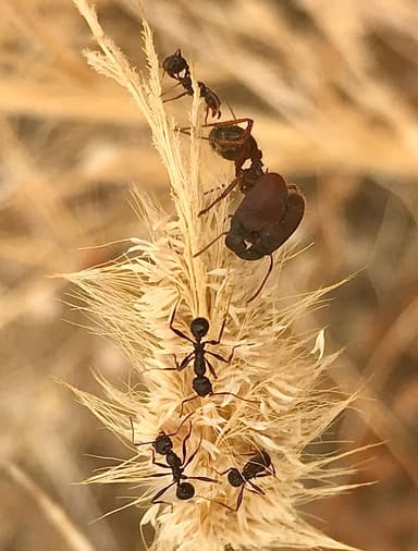 Pheidole rhea photo 31