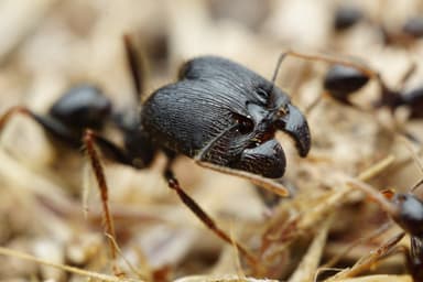 Pheidole rhea — worker photo 32