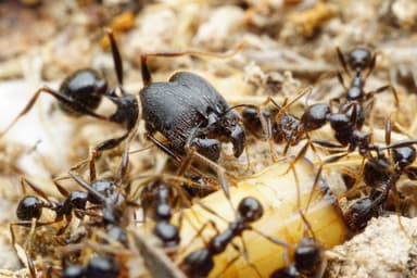 Pheidole rhea — worker photo 33