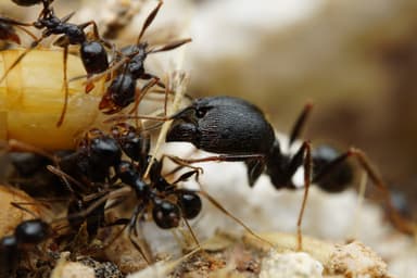 Pheidole rhea — worker photo 34