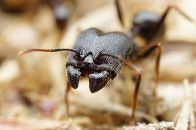 Pheidole rhea — worker photo 35