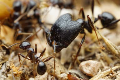 Pheidole rhea — worker photo 36