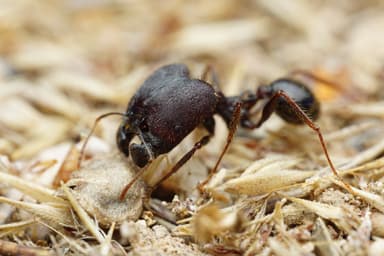 Pheidole rhea — worker photo 37