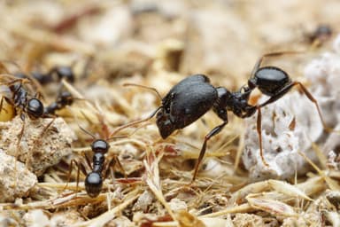 Pheidole rhea — worker photo 38
