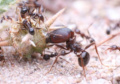 Pheidole rhea photo 40