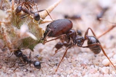 Pheidole rhea photo 41