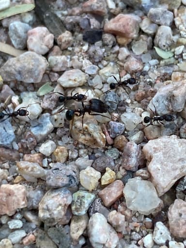Pheidole rhea photo 42