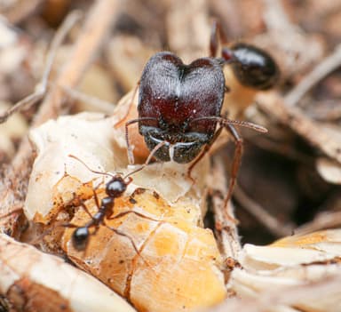 Pheidole rhea photo 45