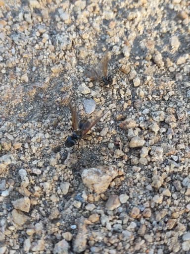 Pheidole rhea photo 47