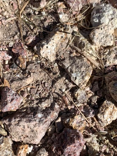 Pheidole rhea — colony photo 51