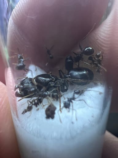 Pheidole rhea photo 52