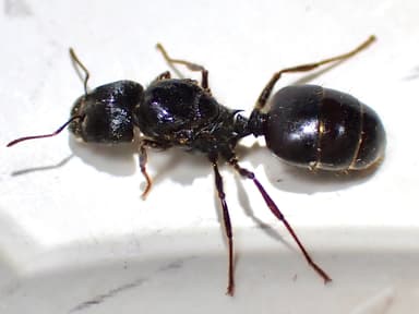 Pheidole rhea photo 53