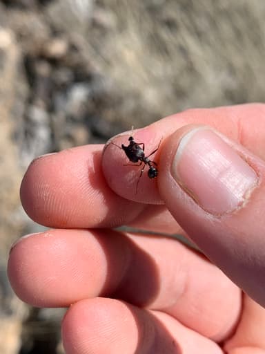 Pheidole rhea — colony photo 55