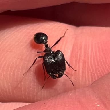 Pheidole rhea photo 57