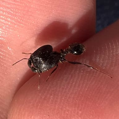 Pheidole rhea photo 58