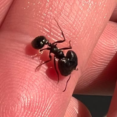 Pheidole rhea photo 59