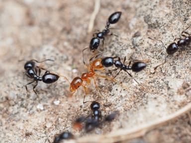 Pheidole tysoni photo 19