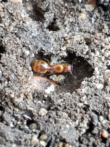 Pheidole tysoni photo 20